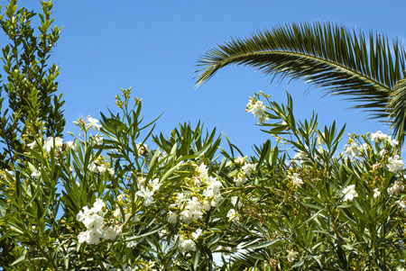 Location Grande Maison familliale Ajaccio pres de la plage 